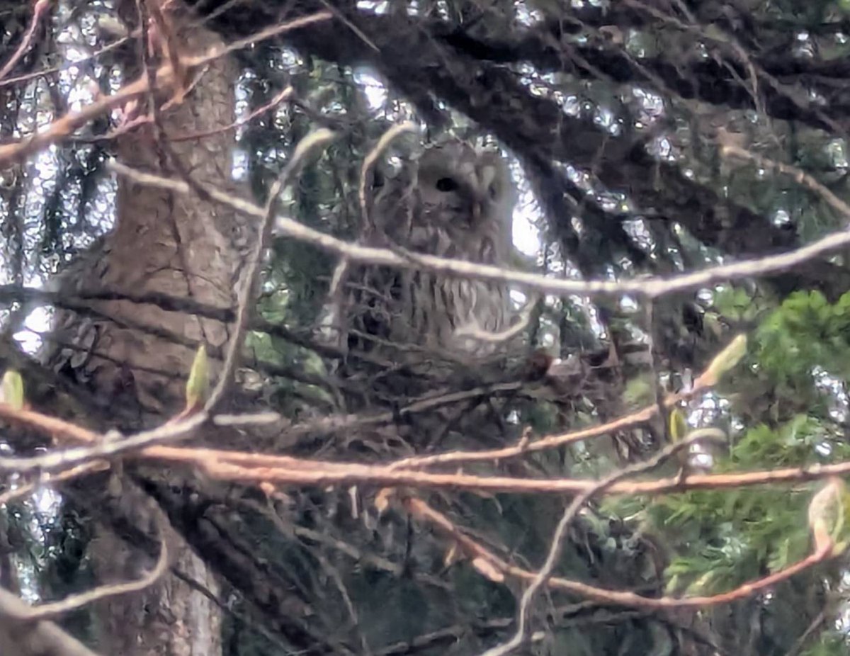 シュナファイブ tweet media