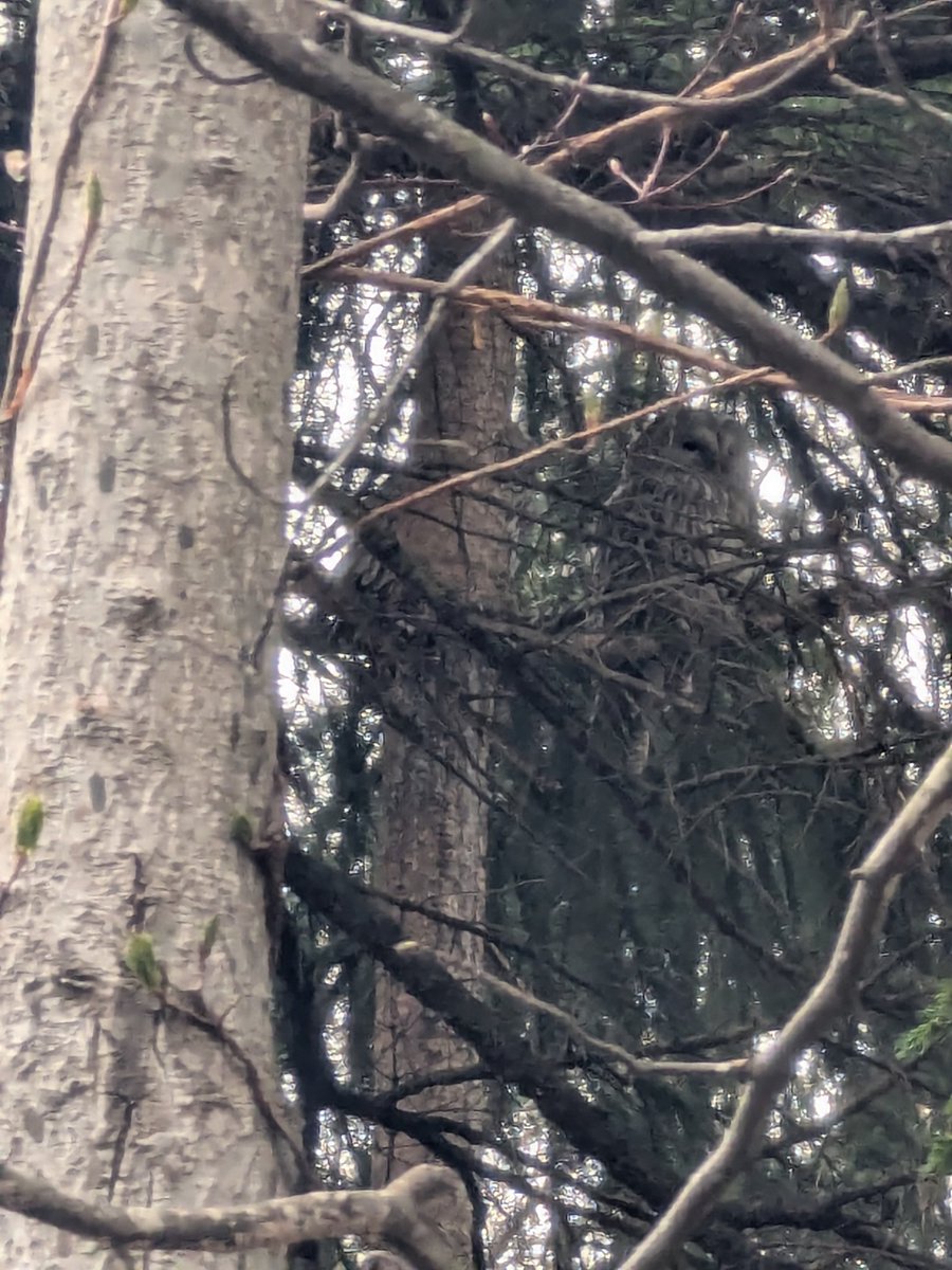 シュナファイブ tweet media