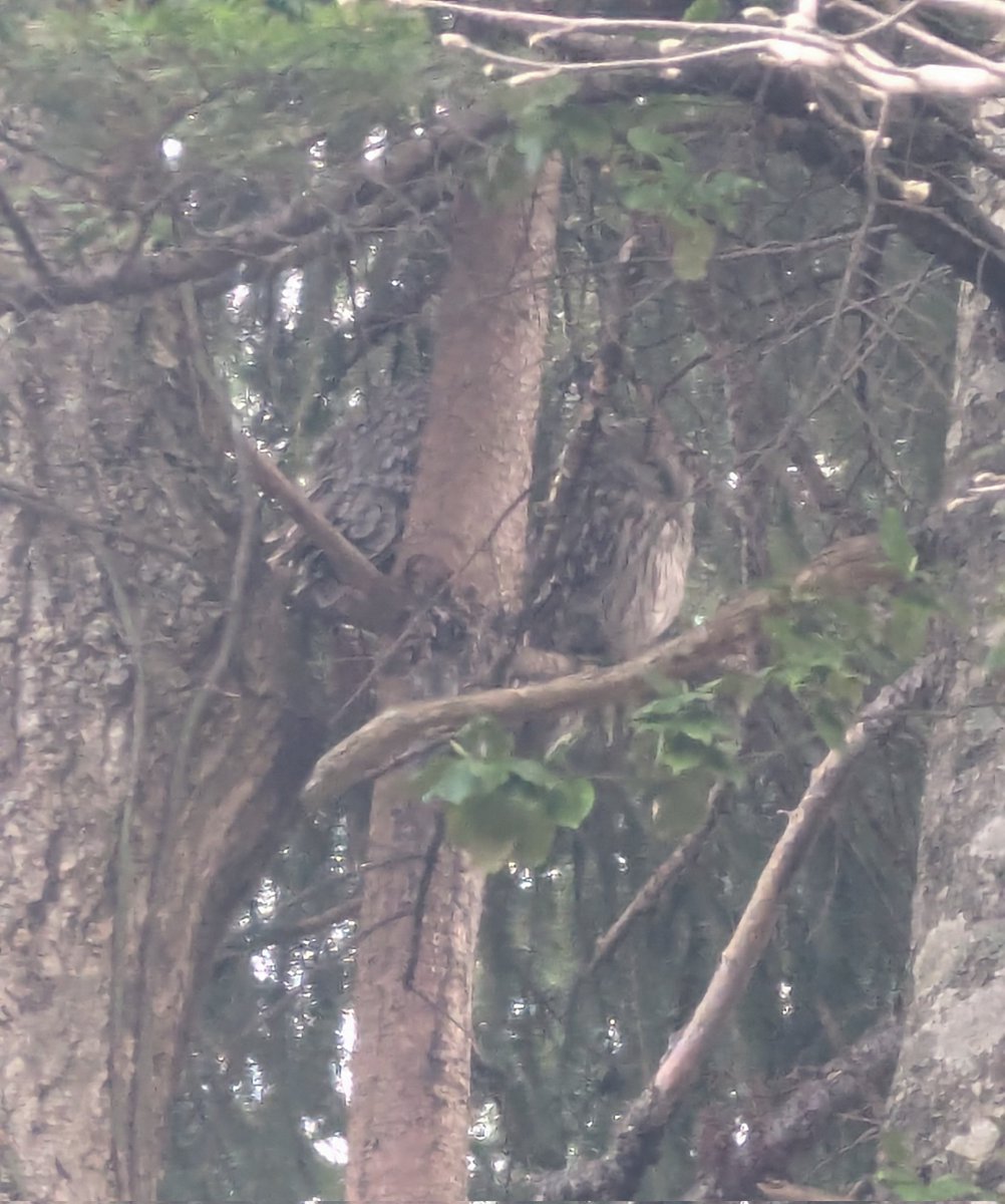 シュナファイブ tweet media