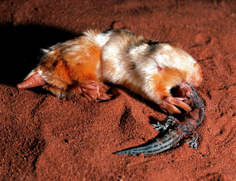 Convergent evolution at its peak pt 2
The fact that one is closer to elephants while the other is closer to kangaroos is crazy