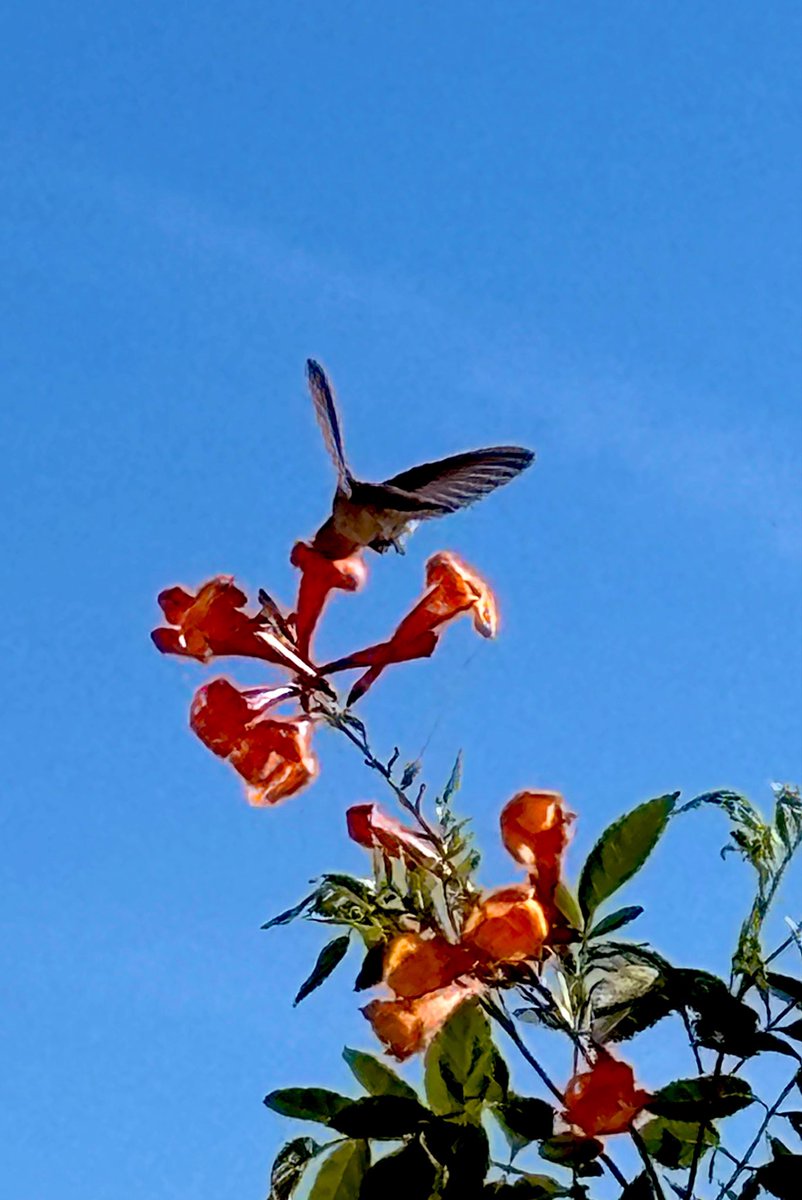 Flawwed1Art's tweet image. I finally got some good shots of the hummingbirds. There are so many of them out here that I’ll encounter them 10 or 12 times a day. But they’re so hard to get a decent shot of based on their speed and agility. Plus, they spooky easy.

#Karvan #Caravan #StarForge