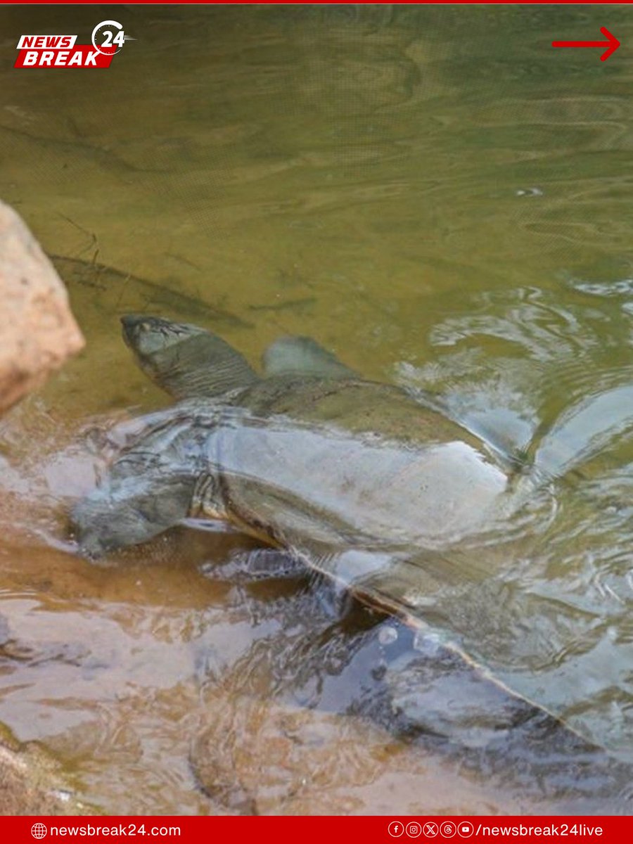 NewsBreak24Live's tweet image. A 50kg Indian flapshell turtle was rescued from a polluted water body in East Delhi.

The species is Vulnerable and protected under India’s wildlife law.
.
.
.
.
#WildlifeSOS #IndianFlapshellTurtle #WildlifeRescue #DelhiNews #SaveWildlife
