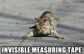 HootyHaHa's tweet image. #Myspace years #InvisibleBike #Cats #Invisible