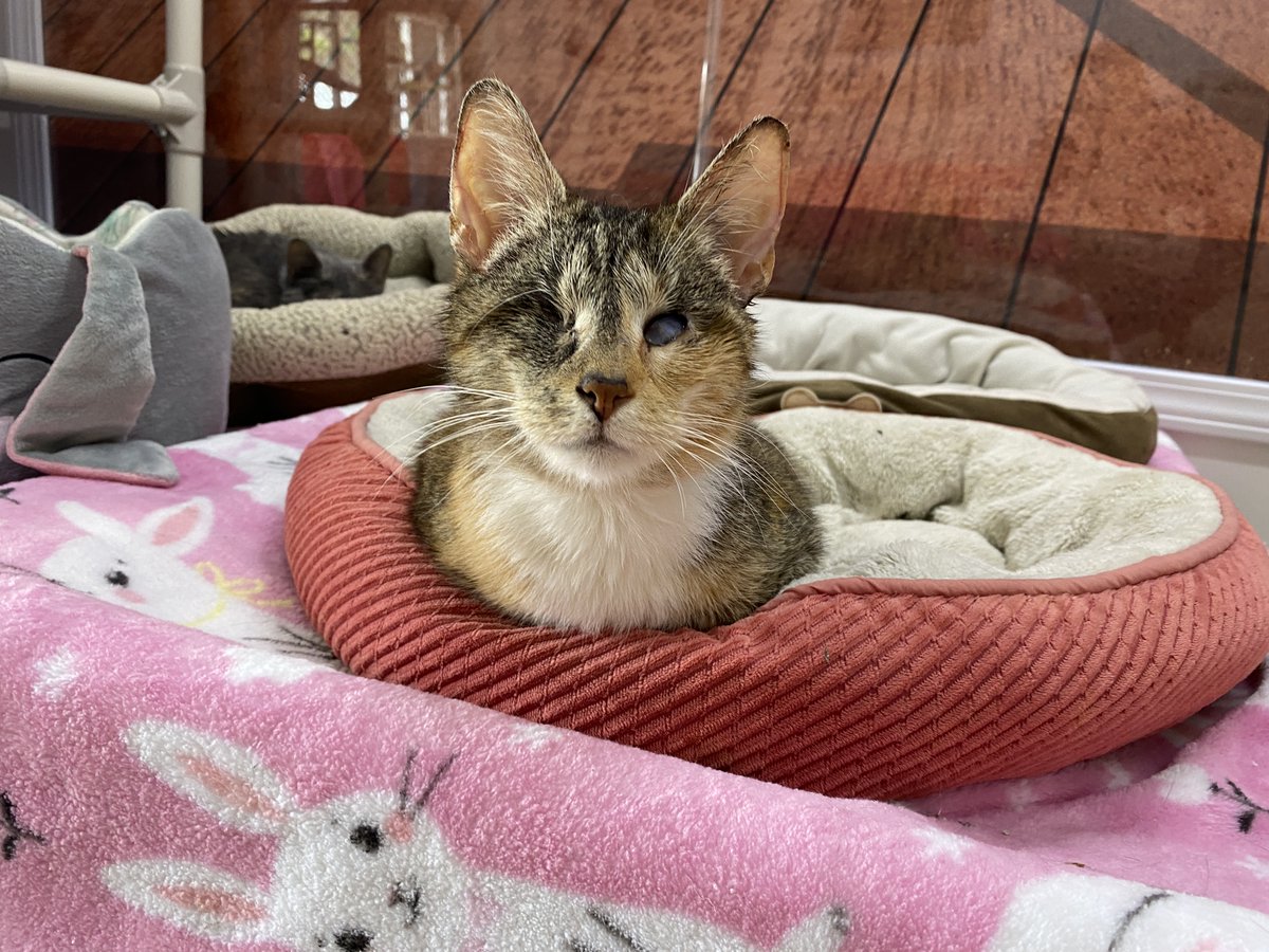 #COTD Helen is a sweet, spunky blind kitty rescued from Florida.Vocal and playful, she loves catnip and rolling around in the toy bed! Her new favorite thing is hanging out with her bestie, Uncle Fester!

Read more: blindcatrescue.com/cats/helen3.htm