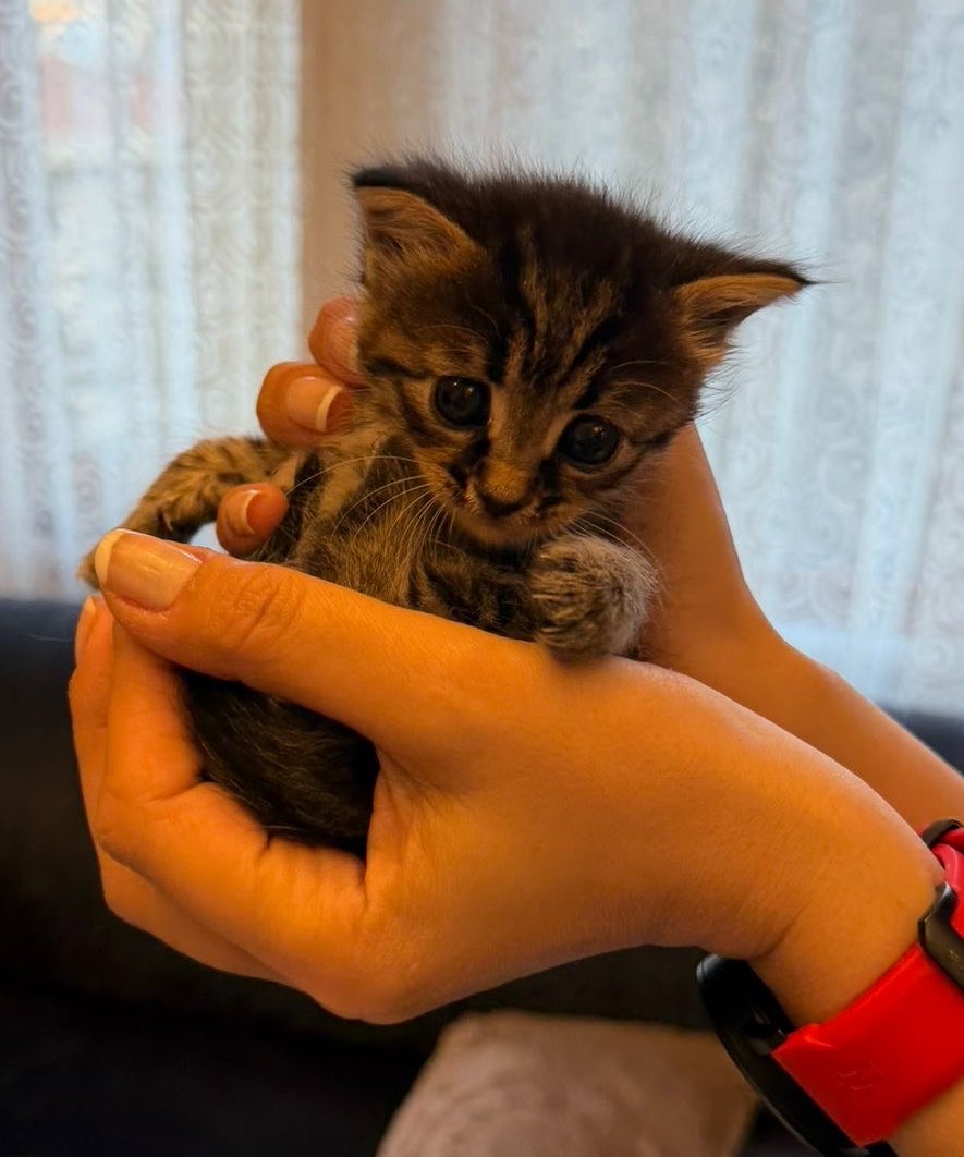 yorumlayn's tweet image. #acilyuvaarıyoruz
1 aylık bile değil yürümeyi bile tam beceremiyor ve küçücük … ona sıcak ve sevgi dolu yuva arıyoruz ❤️ #istanbul