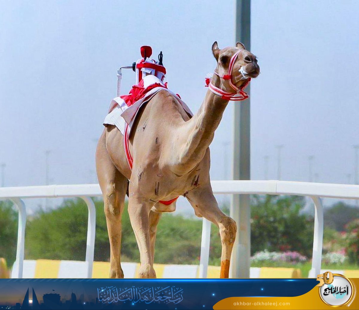 المطية "تروم" لسمو الشيخ ناصر بن حمد تحقق المركز الأول في مهرجان سيف أمير دولة قطر للهجن

#البحرين 
#أخبار_الخليج