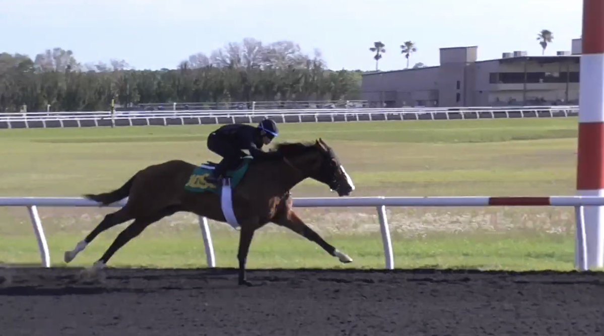 Pedro Lanz Bloodstock Agent tweet media