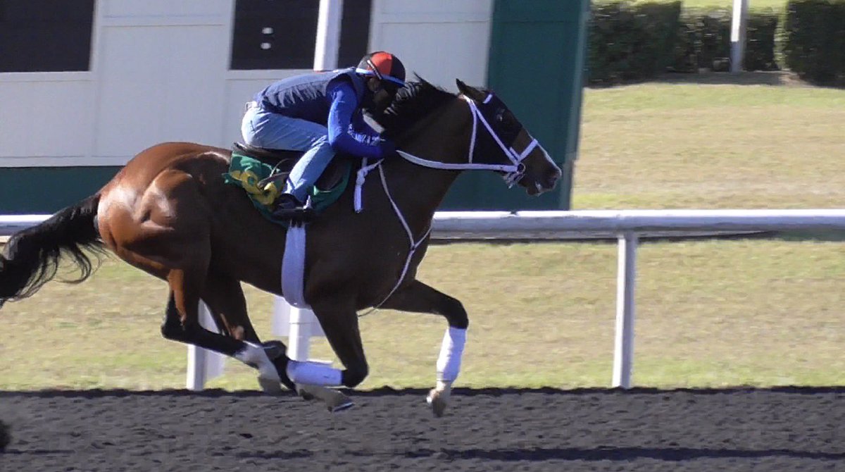 Pedro Lanz Bloodstock Agent tweet media