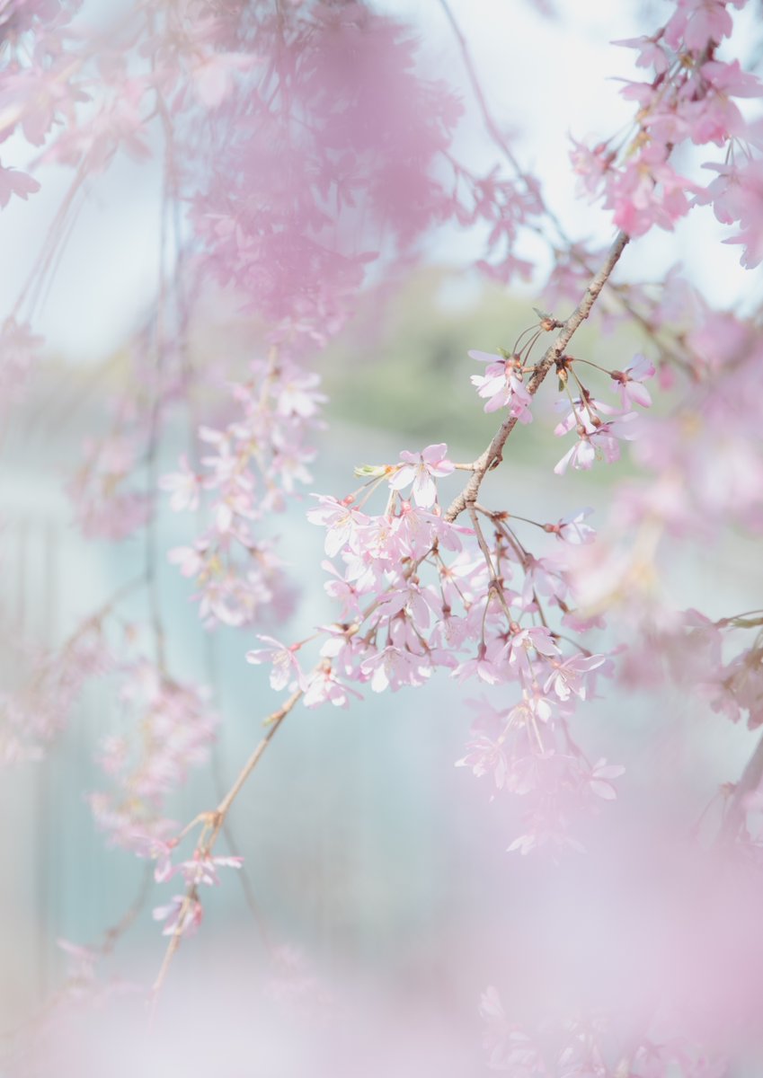 mint。 (@___p98) on Twitter photo 