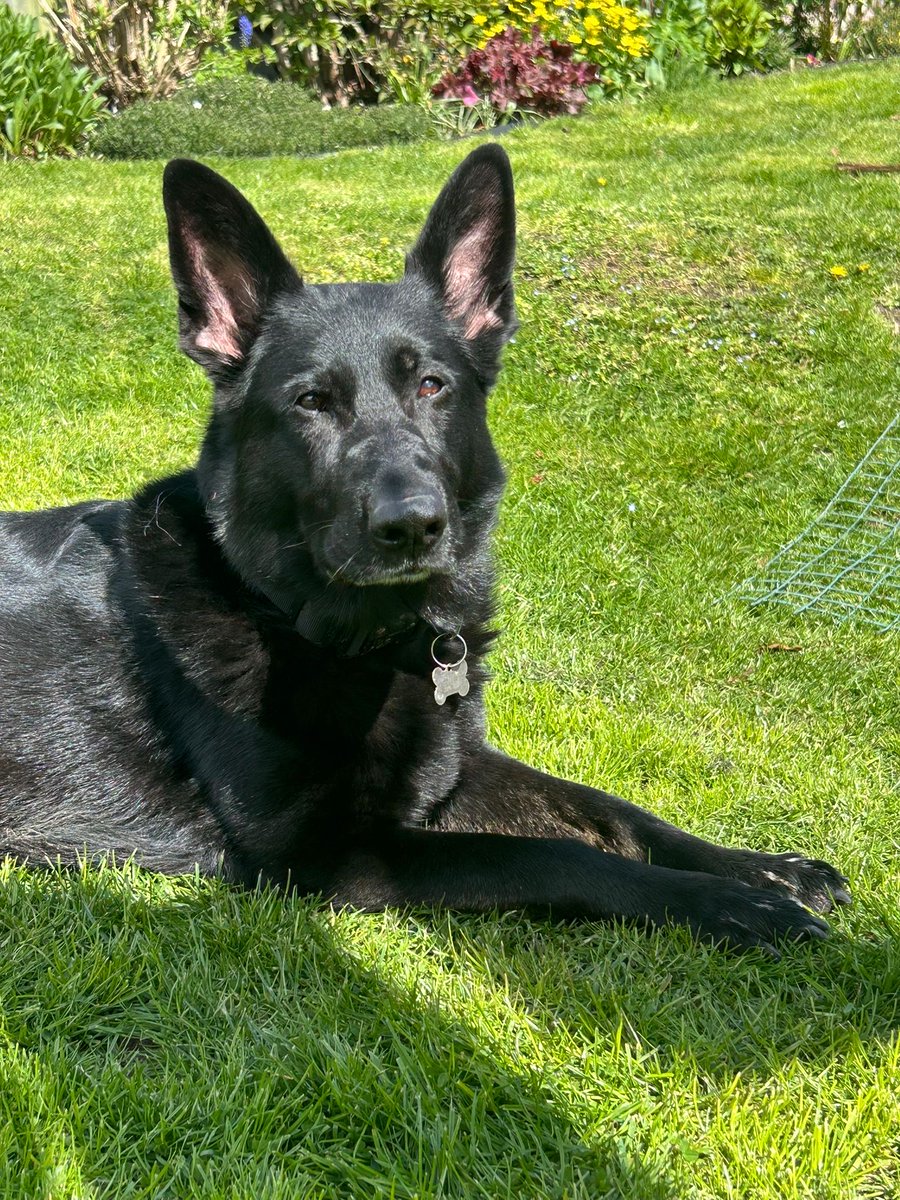 999WAGS's tweet image. RPDs Winnie &amp;amp; Bali have both been enjoying the sunshine today.   Post photos of your dogs enjoying the sunshine below.  Enjoy the rest of your weekend everyone 💙 #retiredpolicedog #dogs #germanshepherd