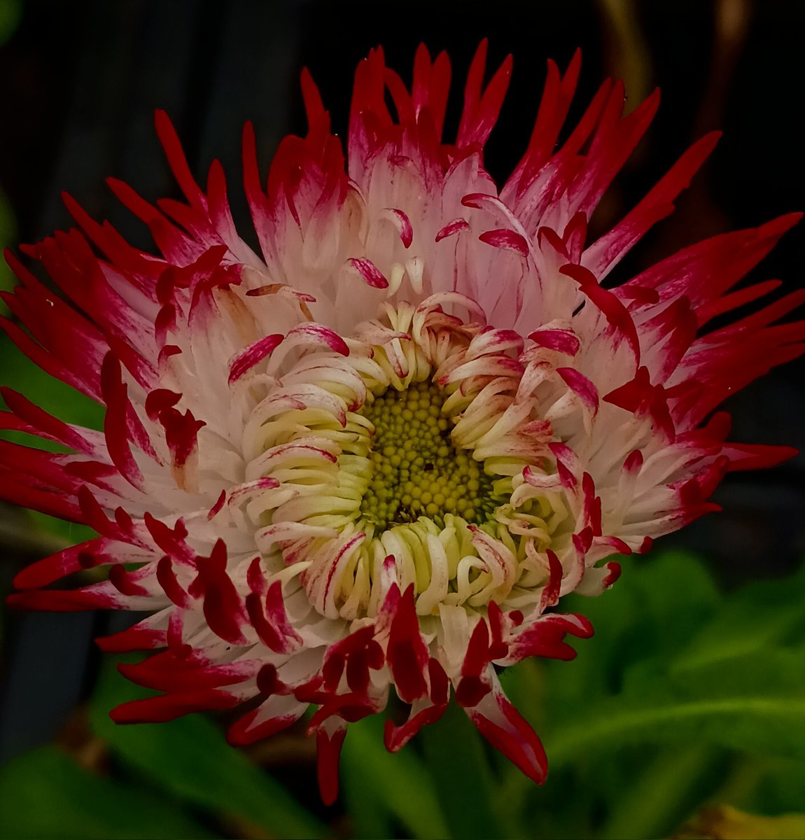 SewellLeigh's tweet image. When a daisy decides round centres were so last year 👀🤣

#saturdaymorning #macro #flowers #flowerphotography #gardeningx