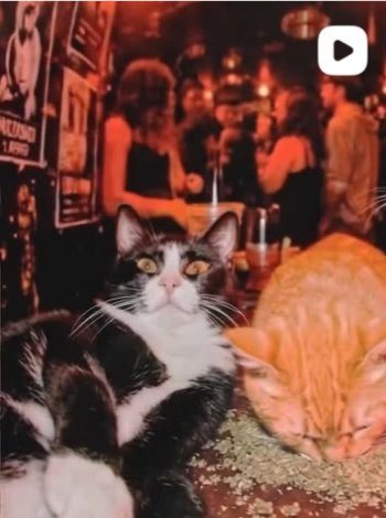 kyle_w_bird's tweet image. Happy Caturday!! 

#catsofsocialmedia #catsofinstagram #happycaturday #caturday #cats