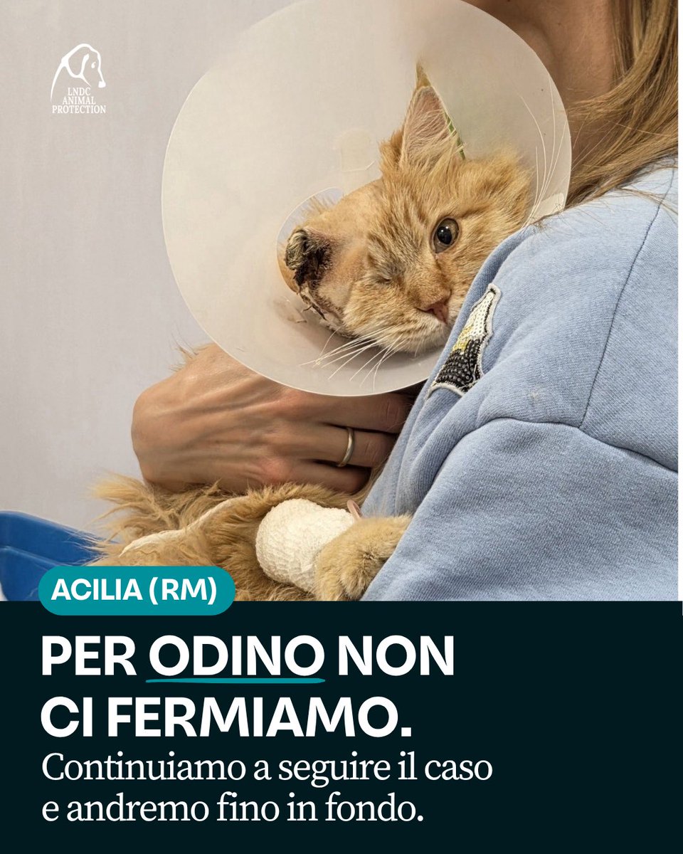 LNDC Animal Protection tweet media