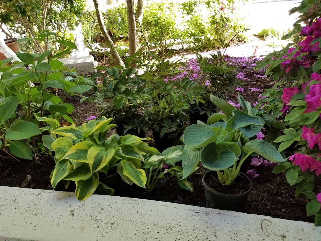 Landscapia1's tweet image. This is the time to look at your #landscape as an integrated whole. What's going on? Do you have a single goal for the year? Remember to start with the basics; #Soil, Sun and Water. Right #Plant in the Right Place.