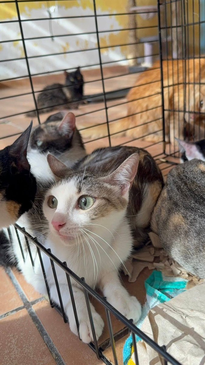 GATITOS SON RESCATADOS DE HOTEL ALAMEDA RECIBEN ATENCIÓN Y BUSCAN APOYO

Los gatitos rescatados del Hotel Alameda ya se encuentran a salvo en Hogar Felino de El Salvador, donde han recibido atención integral para garantizar su bienestar. Actualmente, todos cuentan con su esquema