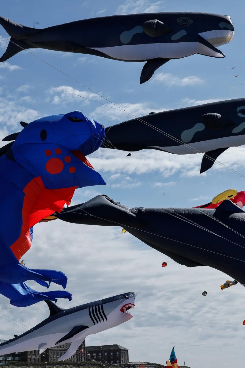 timesofindia's tweet image. #InPics | Colorful kites filled the skies during the International Kite Festival in Berck, northern France, creating a vibrant spectacle as visitors gathered to enjoy the annual celebration.

#France #KiteFestival #InternationalKiteFestival #Berck #NorthernFrance
