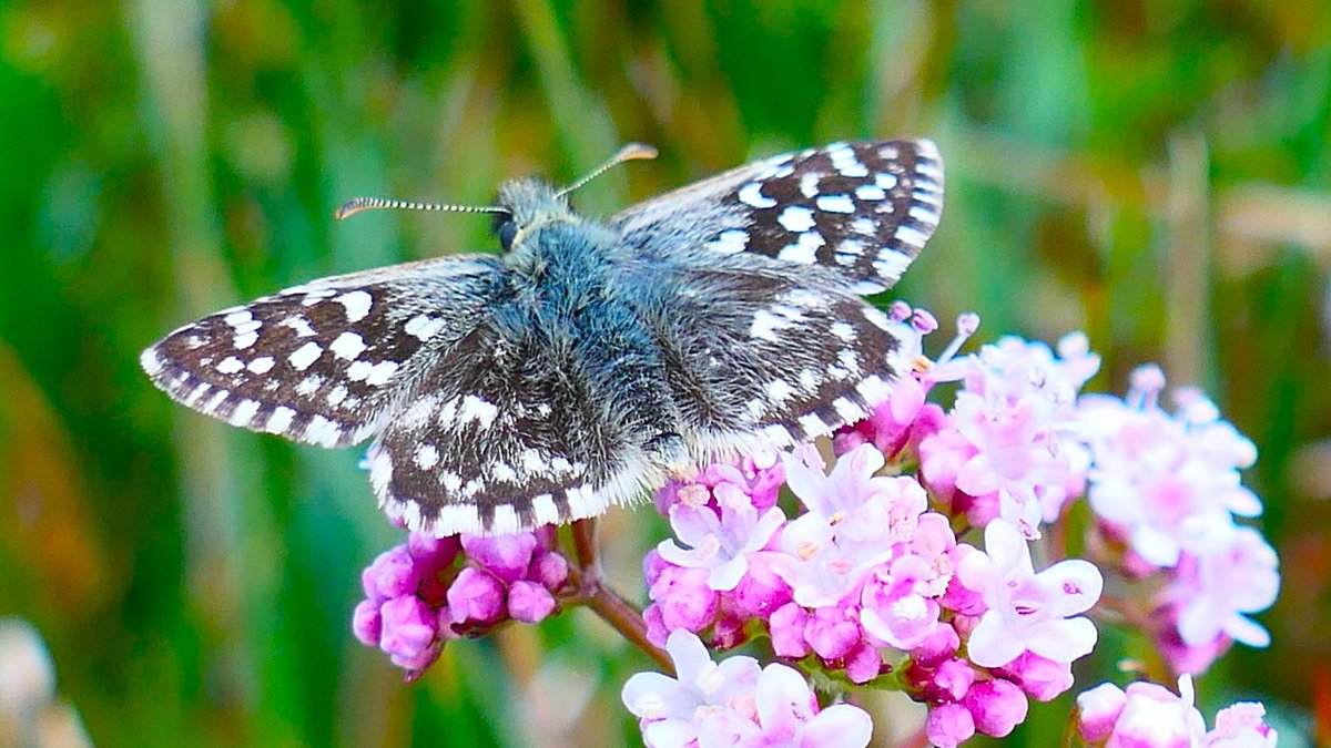 Harry Wolbers tweet media