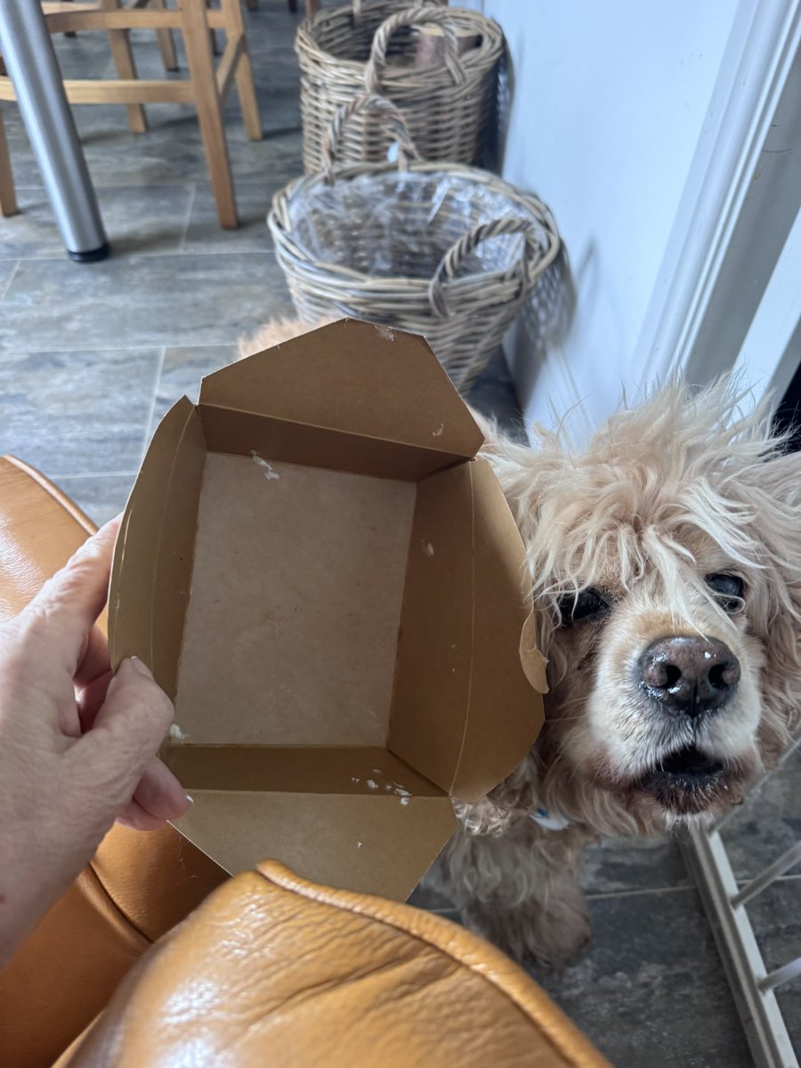 SpanielsSuper's tweet photo. Mum?
Yes Isky?
Did I do a good job cleaning the wedding cake box mum?
You did Isky an absolutely superb job, perfectly clean &amp; just a couple of creamy dots on your nose!
Oooooo #CreamyDots on my nose….. I missed them 👍#ExtraHelping 
#HelpfulIsky 

#OfficialWeddingCakeBoxCleaner https://t.co/6N23RK8EEp