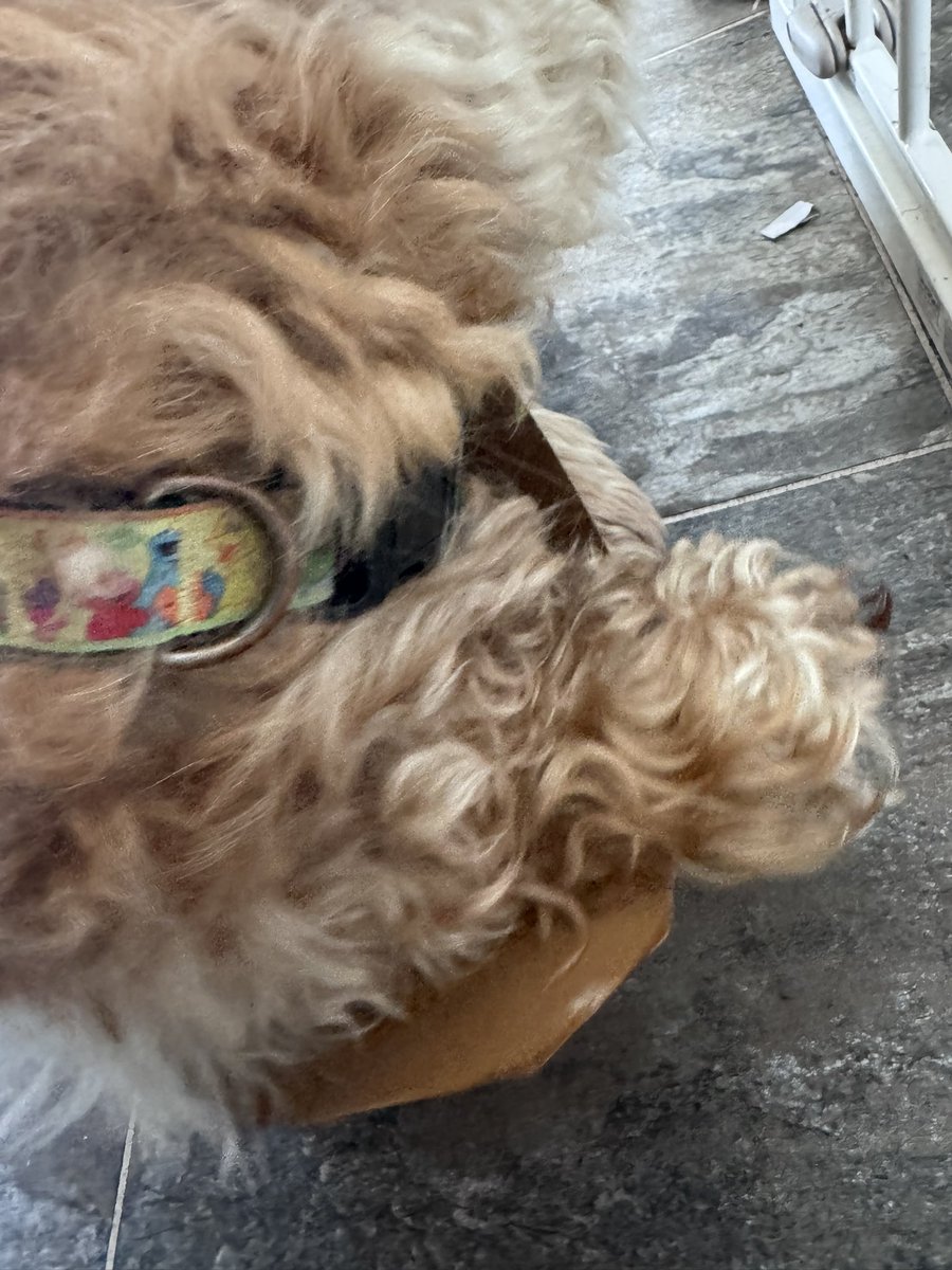 SpanielsSuper's tweet photo. Mum?
Yes Isky?
Did I do a good job cleaning the wedding cake box mum?
You did Isky an absolutely superb job, perfectly clean &amp; just a couple of creamy dots on your nose!
Oooooo #CreamyDots on my nose….. I missed them 👍#ExtraHelping 
#HelpfulIsky 

#OfficialWeddingCakeBoxCleaner https://t.co/6N23RK8EEp