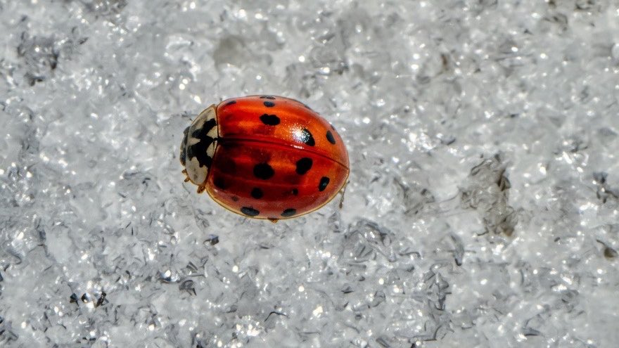 Lo Xic de Feliciano ⭑X tweet media