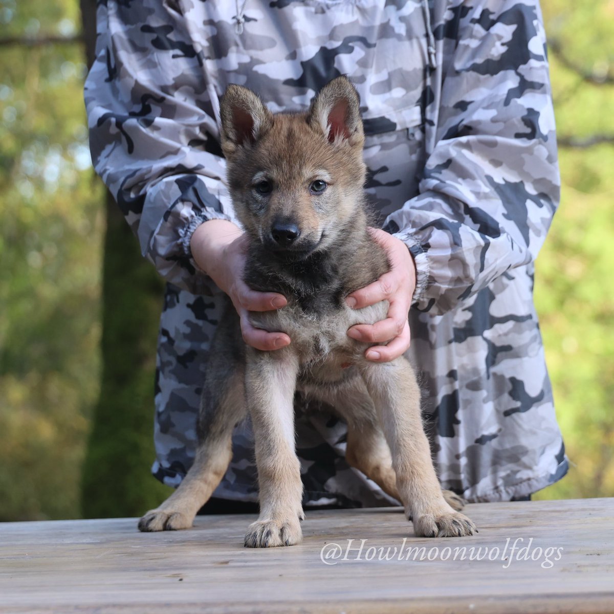 Howlmoonwolf's tweet photo. チビウルフ達🐺
ご家族さま募集中です🏠❤️
・
純血種ですが大型犬であり、ウルフドッグです。簡単に誰でも飼えます！なんて子達ではありません😊
しかし、とても凛々しく賢く家族にはデレデレ甘えるギャップがたまりませんよ💘
#チェコスロバキアンウルフドッグ https://t.co/4H93MQvmUn
