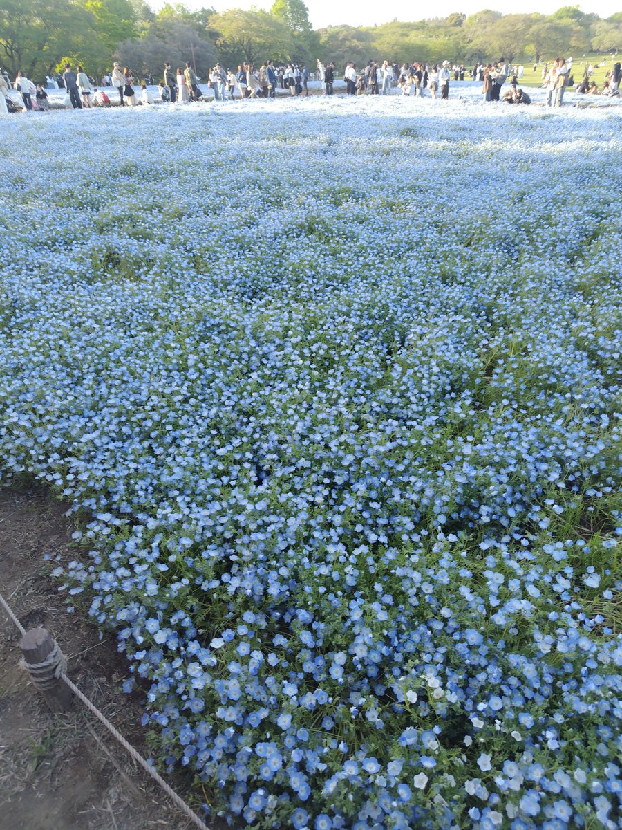 味噌バターポテト tweet media