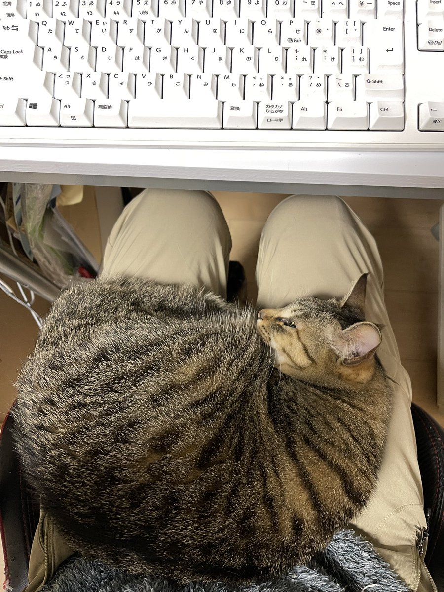 猫整体　キュベレイ tweet media