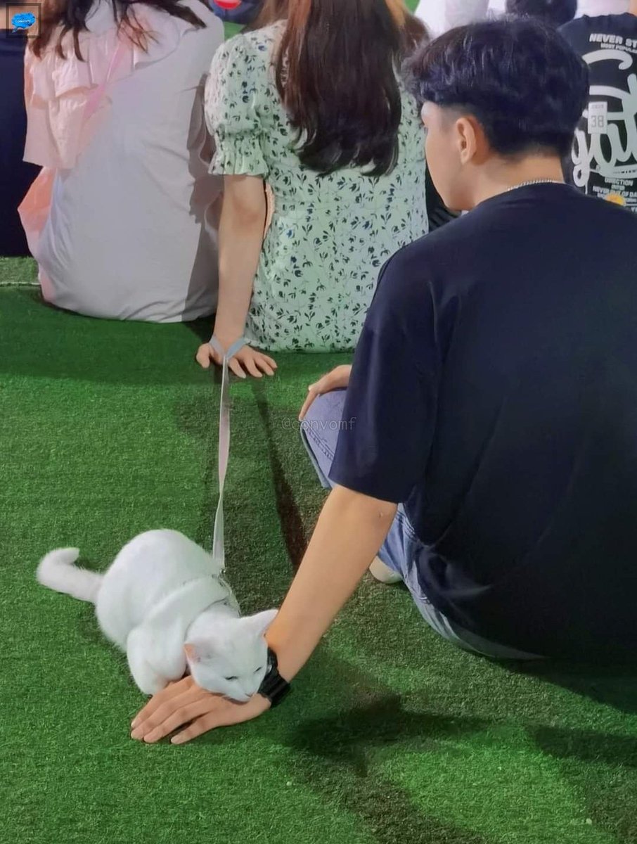 Cat is life ~猫は人生~ tweet media