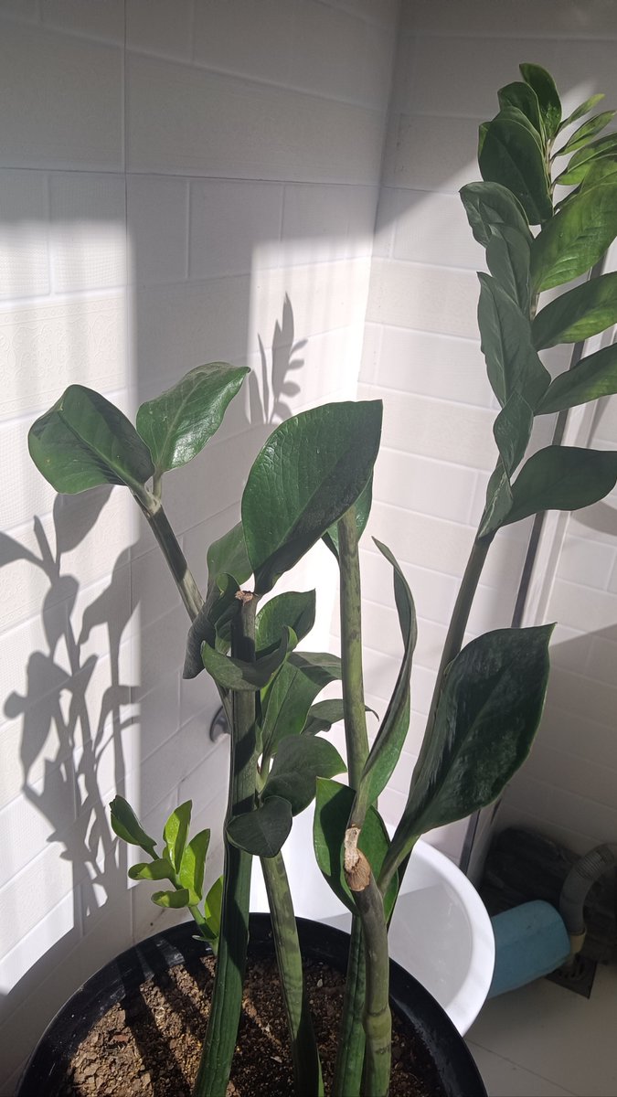 しげぽん tweet media