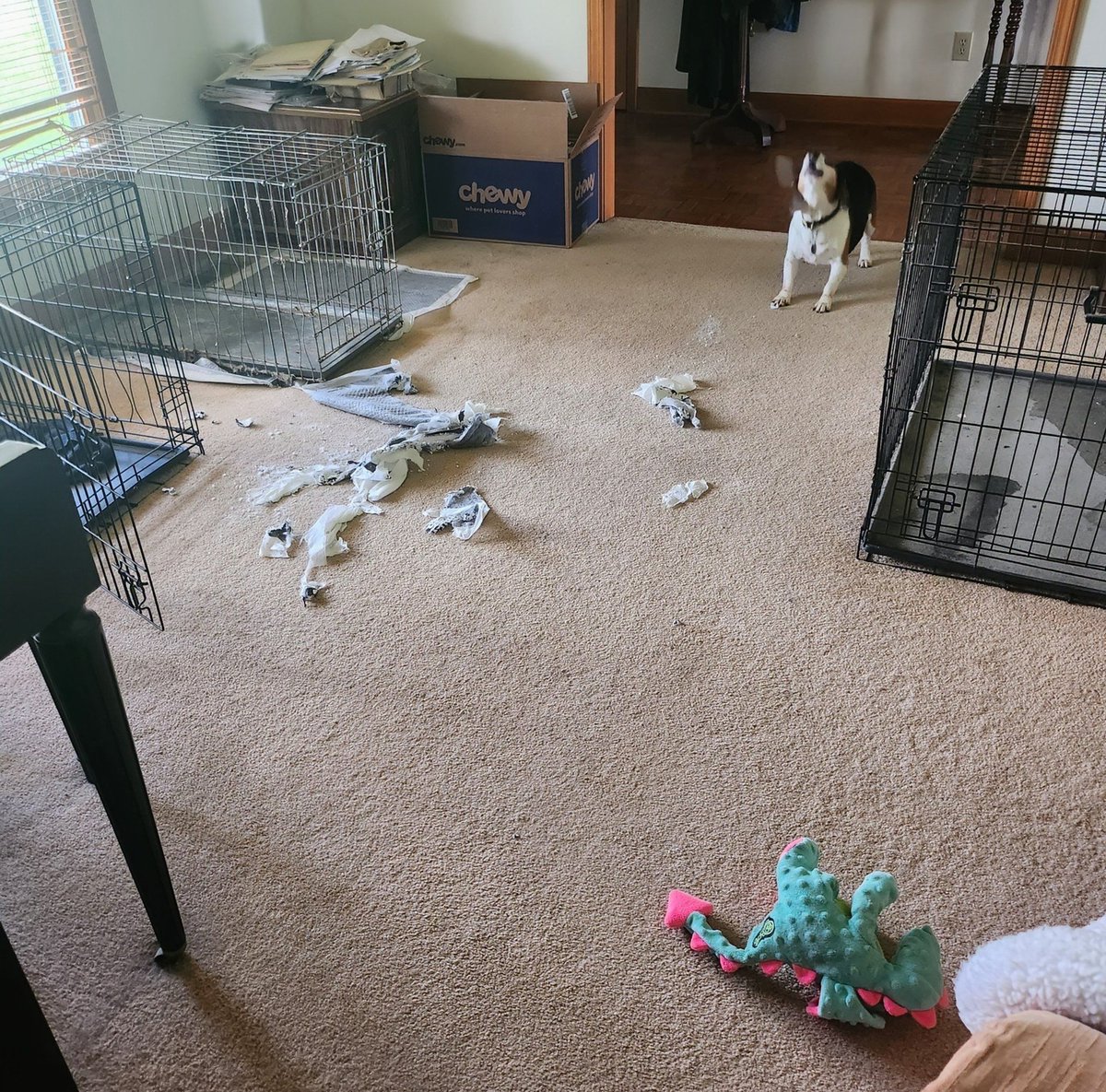 beaglefacts's tweet image. The word “beagle” may be used as both a noun and a verb. For example, “the #beagle has beagled the pee pads.” #beaglefacts

📷 @Moody85 / Twitter