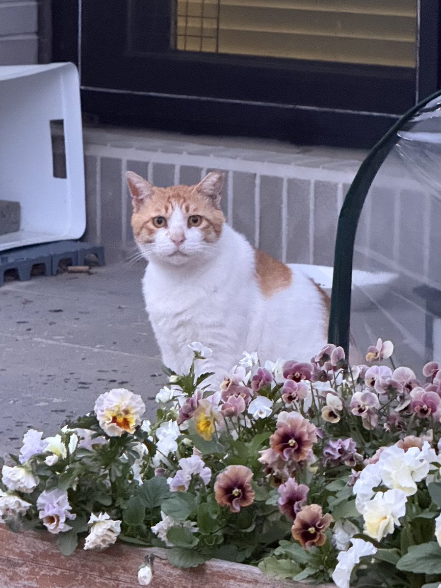 아까 저녁먹으러 나갔다왔는데 뚱까랑 고쟈가 이런 표정으로 쳐다봐서 너무 웃겼음 ㅋㅋㅋㅋㅋ 이시간에 어딜 나갔다오냐는 표정 ㅋㅋㅋㅋ