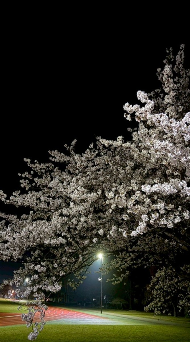 発芽大麦茶るる🎮 tweet media