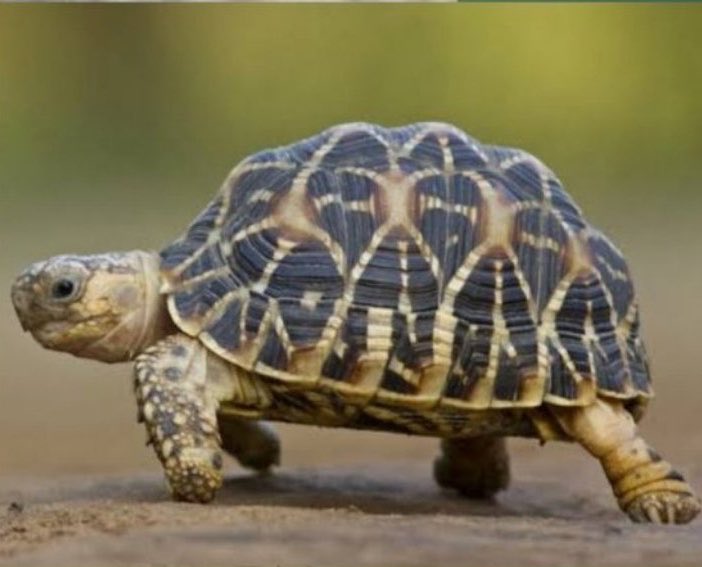 Canadian Gabbar tweet media