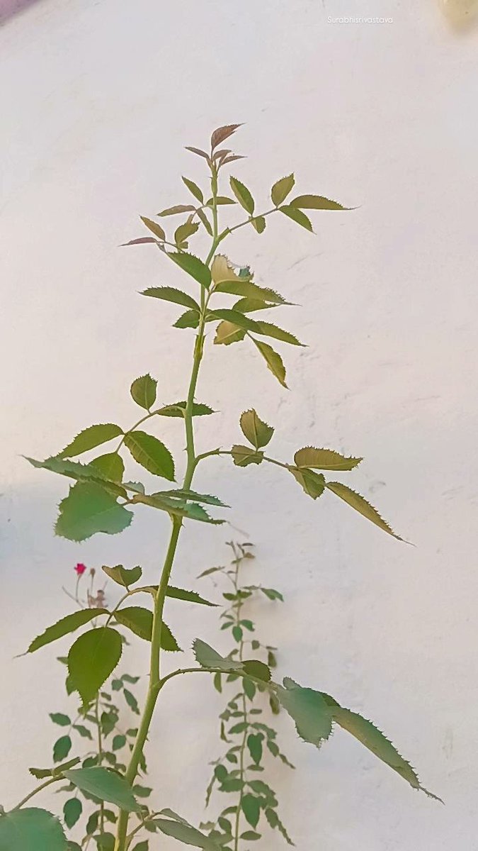 i_surabhiS's tweet image. Nature’s poetry written on a blank wall...🪴📜✨
#WallArt