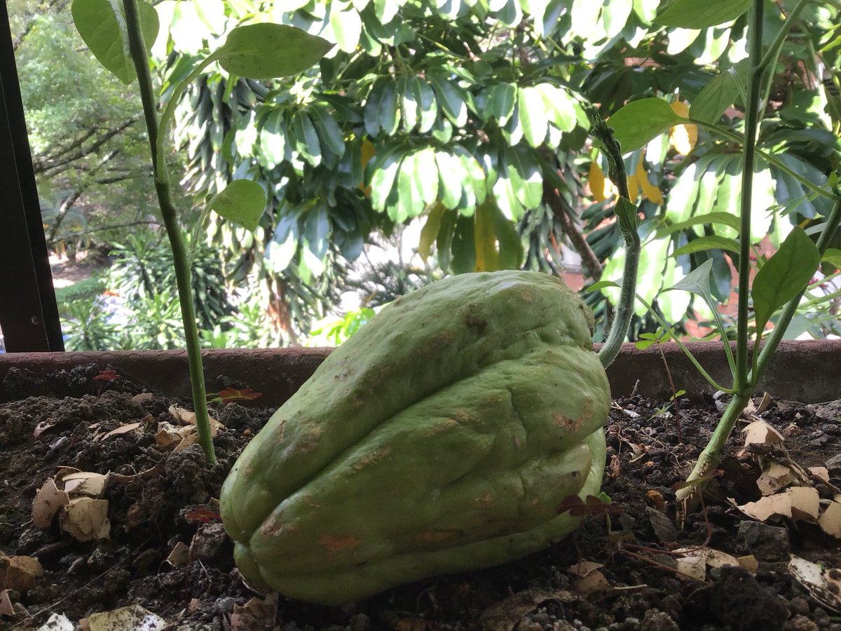 Isabel Zuleta tweet media