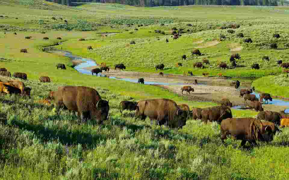 thandojo's tweet image. #Yellowstone National Park. The world’s first national park, established in 1872, remains one of the most impressive. Here you’ll find most of #NorthAmerica’s large mammals, from grazing herds of #elk and #bison to wandering grizzly #bears and prowling #wolf packs.