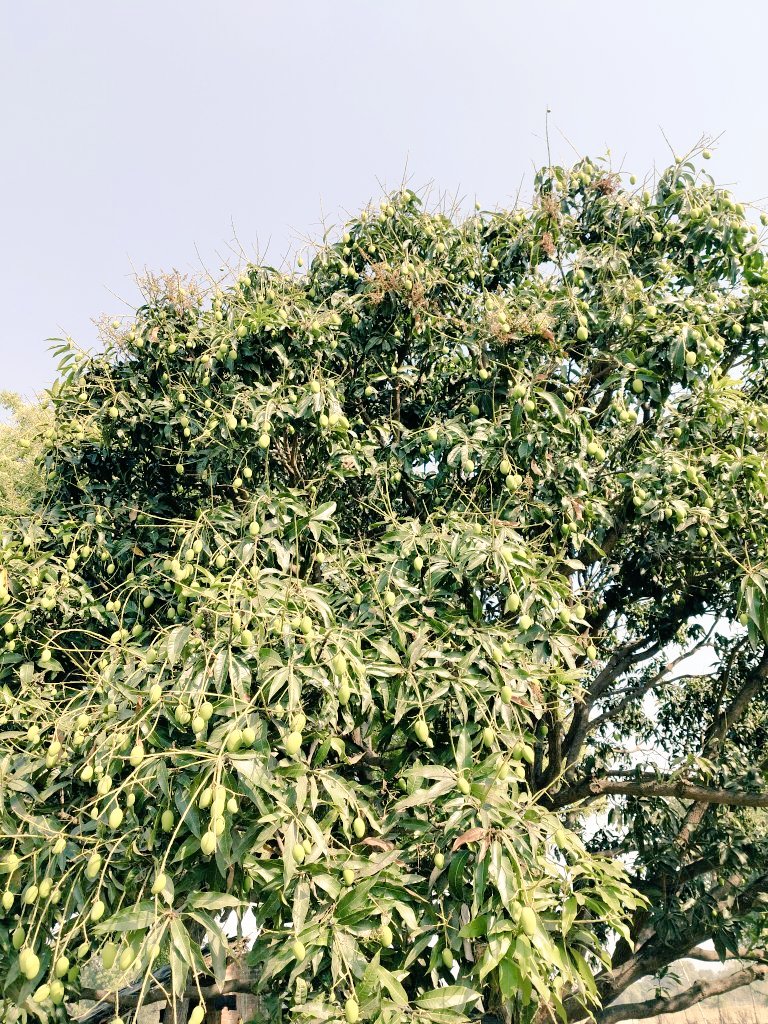 AvinashYadavSP4's tweet image. आम के मौसम आने का इंतज़ार…

जब पेड़ों पर लटके आम,
देखकर दिल खुद ही मुस्कुरा उठेगा....।।
🥭🥭🥭

#Villagelife #Commingsoon #Mango #RCBvsDC