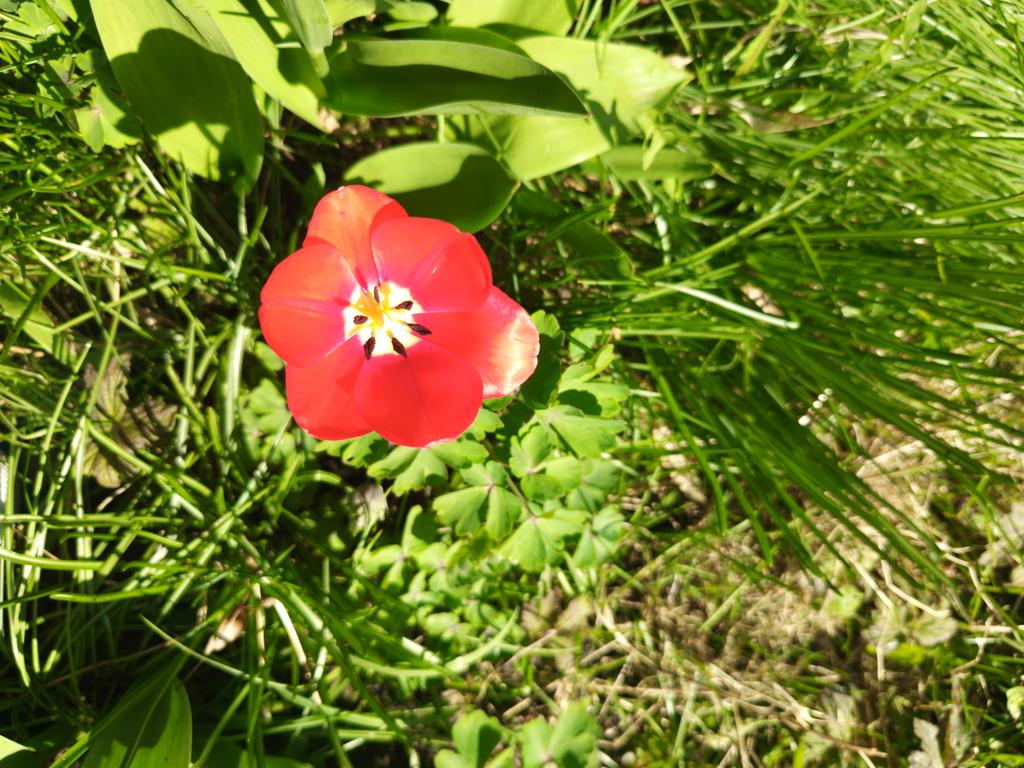 GGanszczyk's tweet image. Tulipany zakwitły w Babci ogrodzie. ☀️🍀🌷 #Tulip #Flowers #garden #April #Spring #NaturePhotography