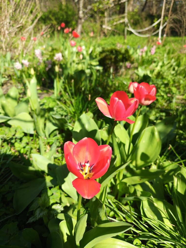 GGanszczyk's tweet image. Tulipany zakwitły w Babci ogrodzie. ☀️🍀🌷 #Tulip #Flowers #garden #April #Spring #NaturePhotography