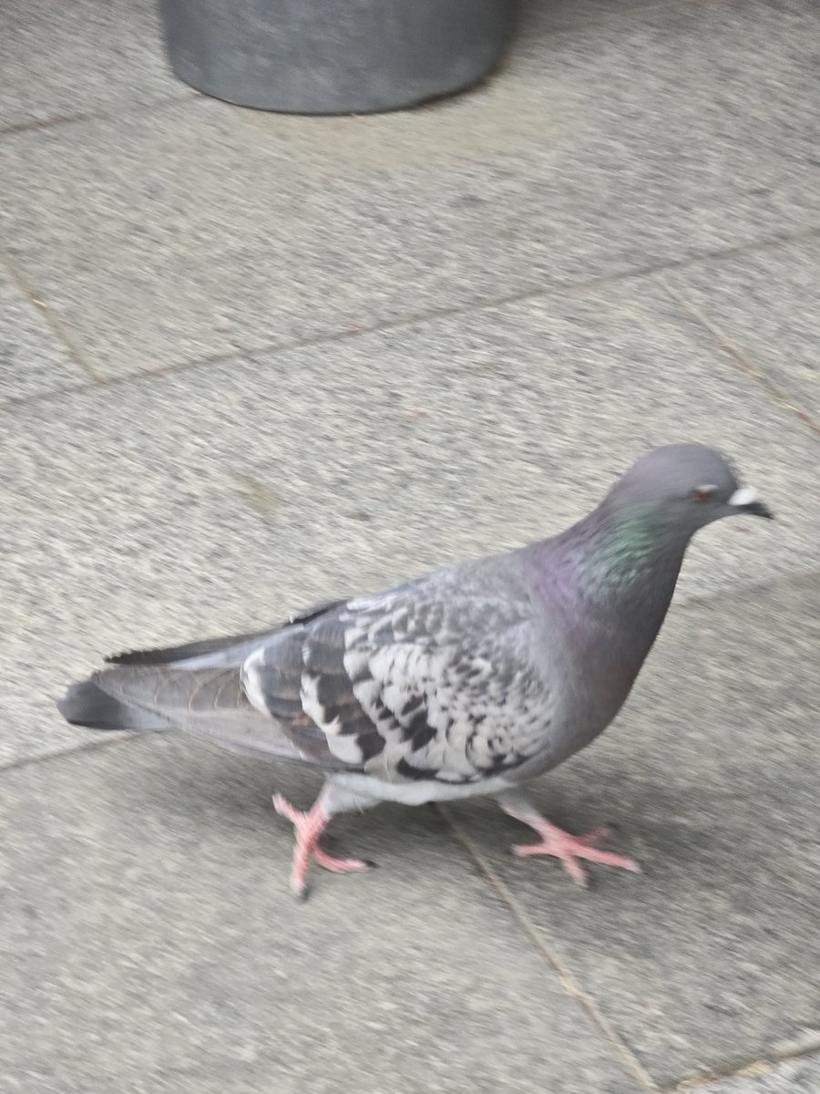 pomirnyi tweet media