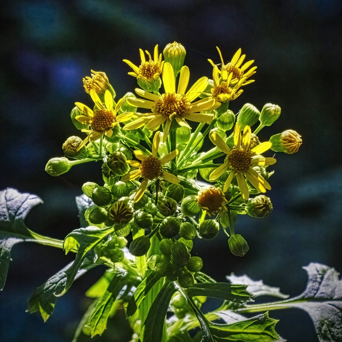 Butterweed? Photo, yesterday by L. Hamill.
