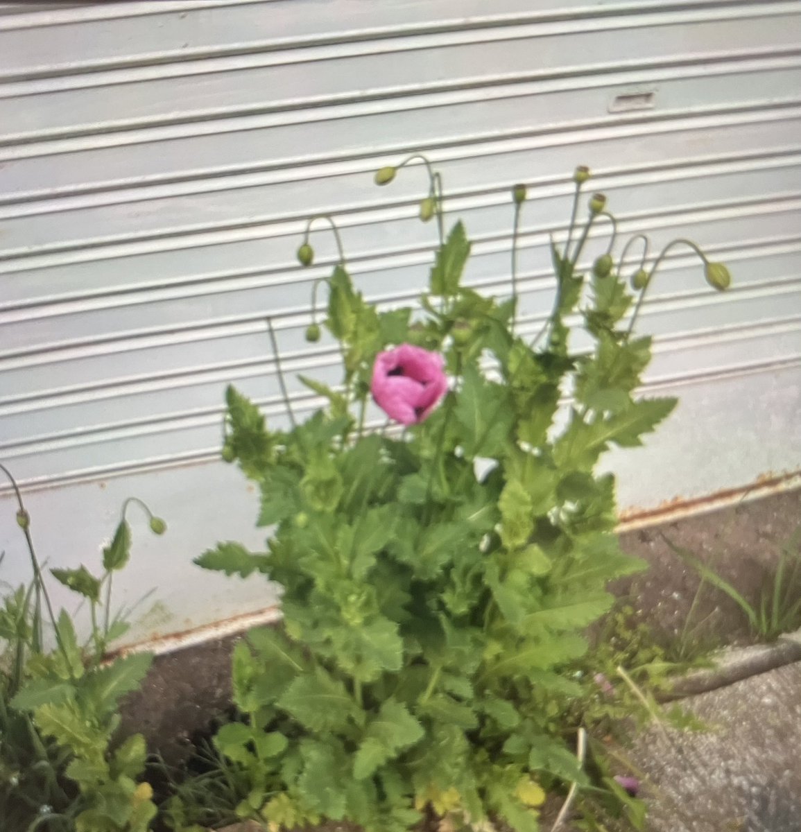 大倉さとし　長崎県議会議員　無所属 tweet media