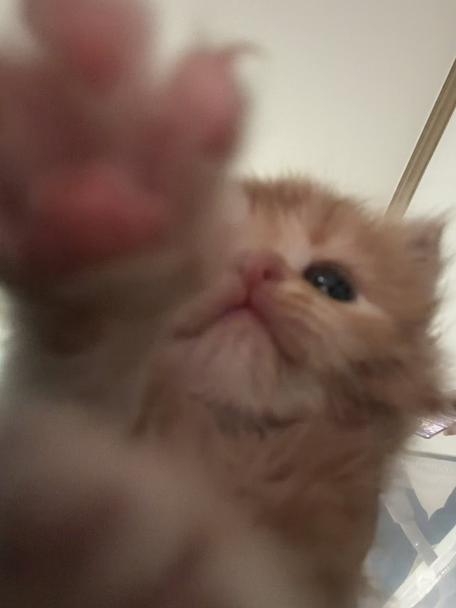 째앙금 tweet media