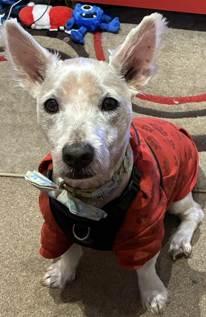 Neale and Fergus the Westie!! tweet media