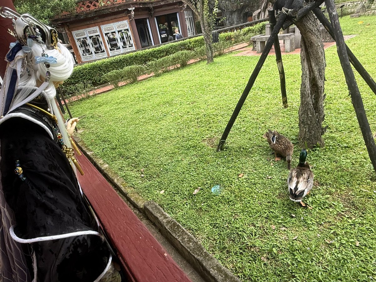 談：鴨子耶🤔
偶主：晚餐有著落了😎（X