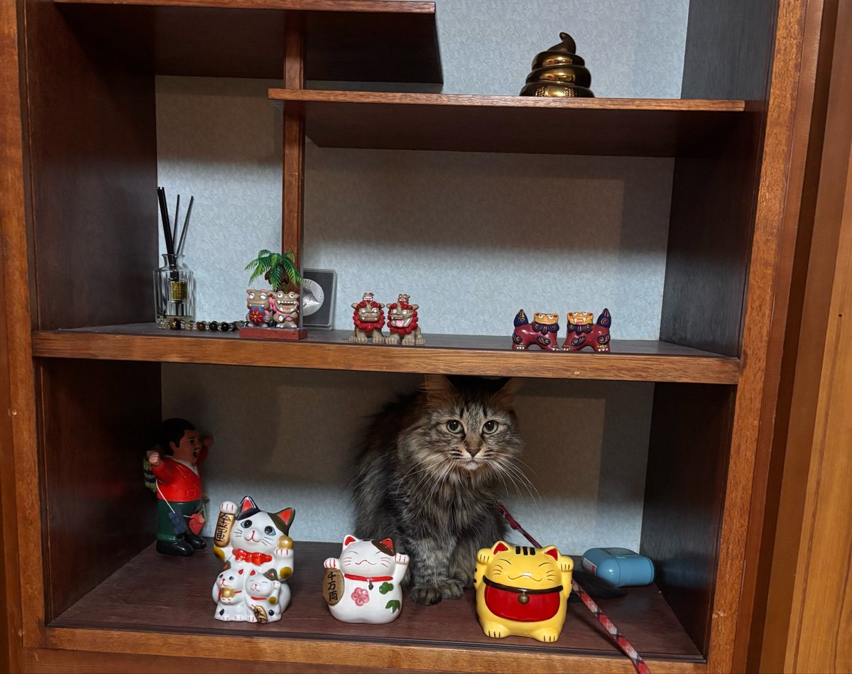 a_ka0324's tweet photo. まねきねこ https://t.co/4Uv77i8l4m
