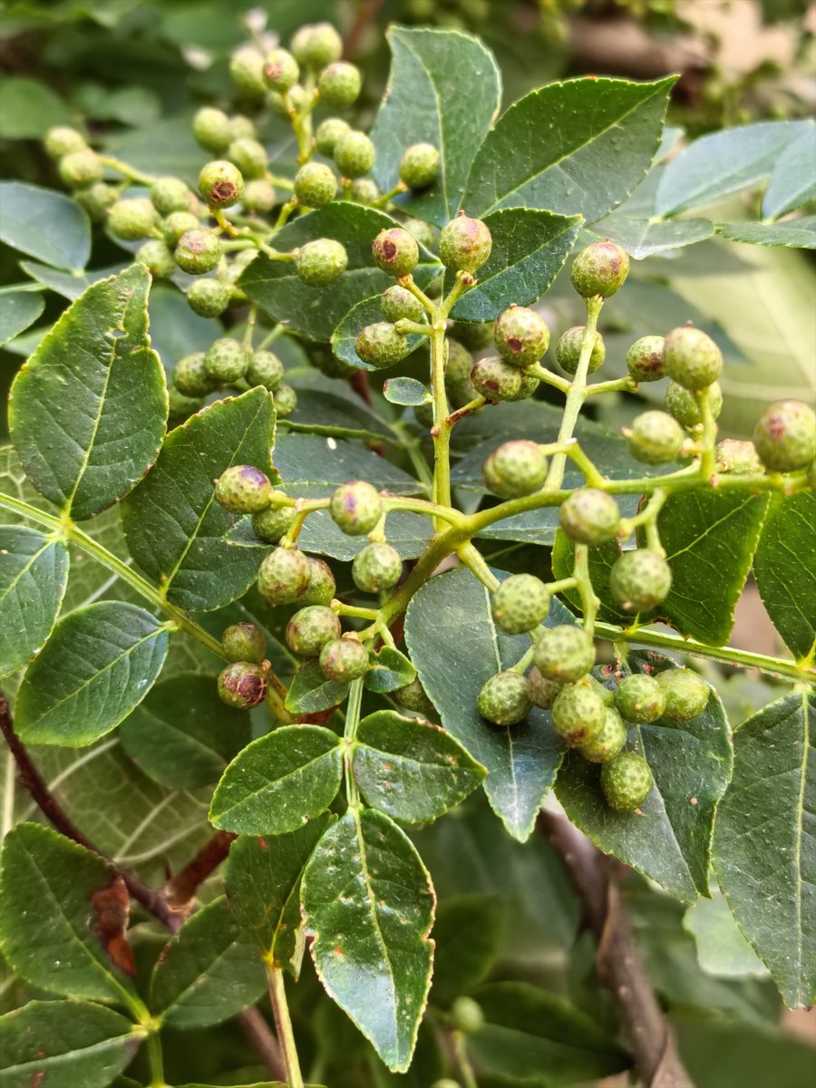 aliyah mcgahee tweet media