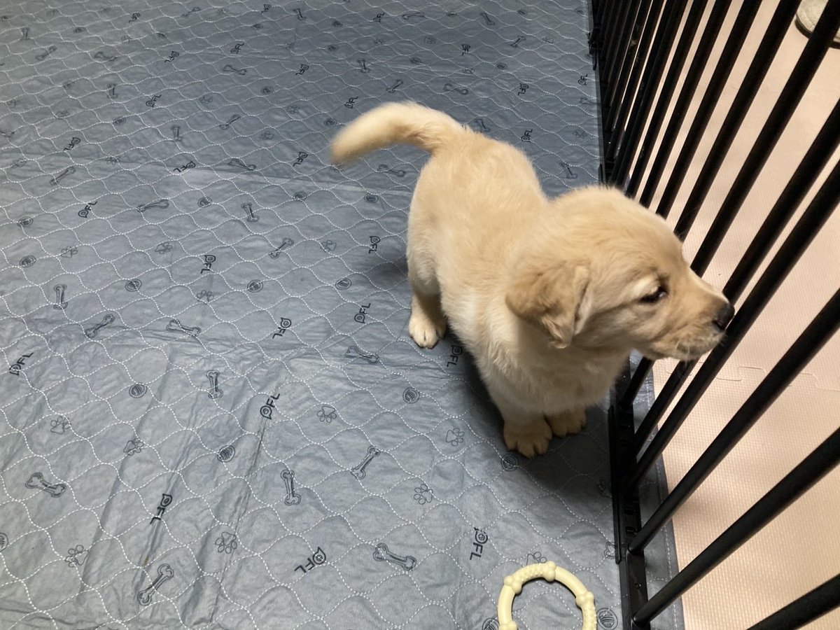 Asu0572's tweet photo. 新しい家族が、出来ました。
本日お迎えゴールデンレトリバー✖️ラブラドールレトリバー（ゴルダドール）の月光（ヒカリ）君です。
2か月ちょと。男の子です。よろしくお願いします。 https://t.co/3jaQBQbuZ3