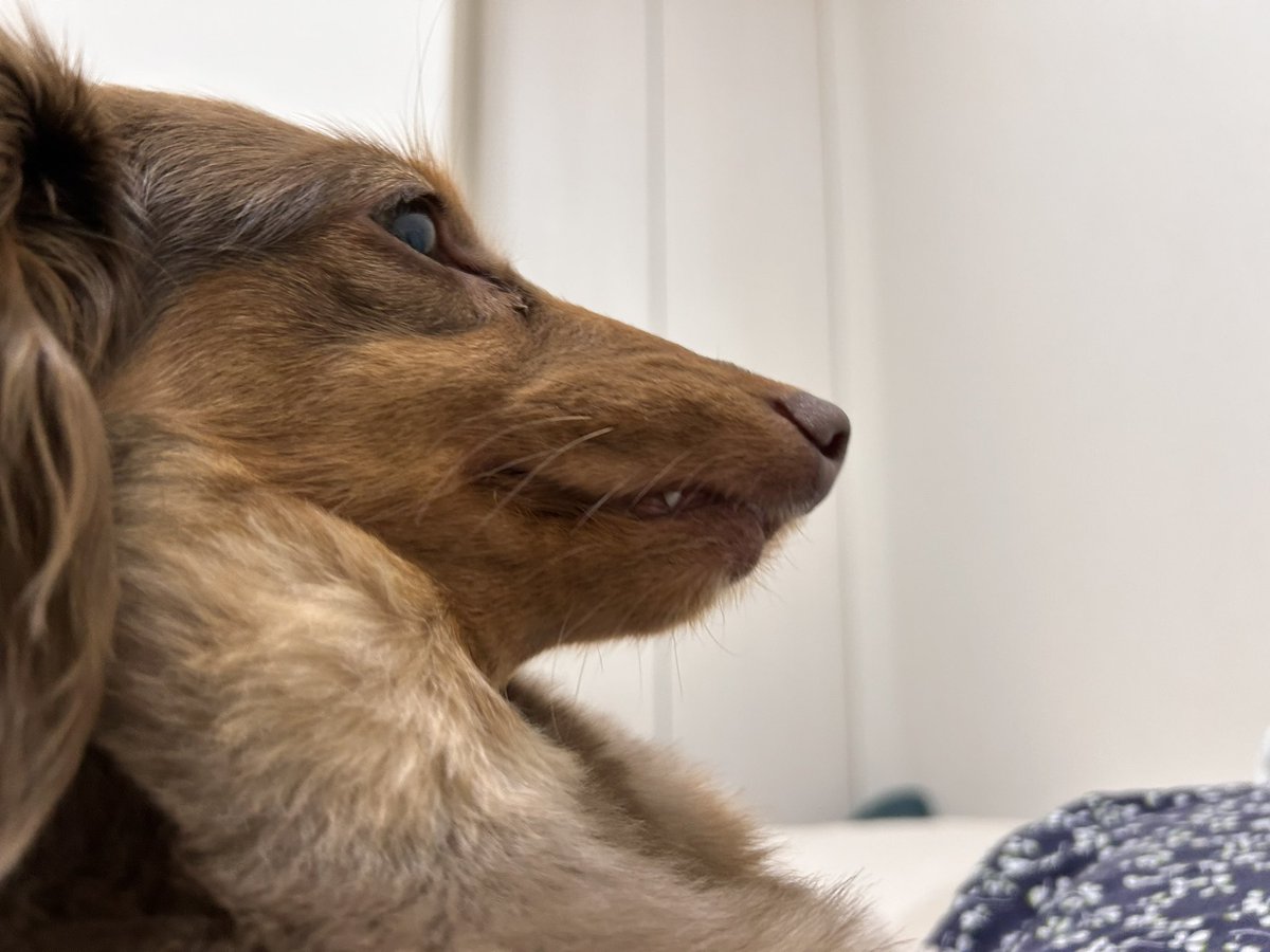 むぎ🌾（Mダックス） tweet media