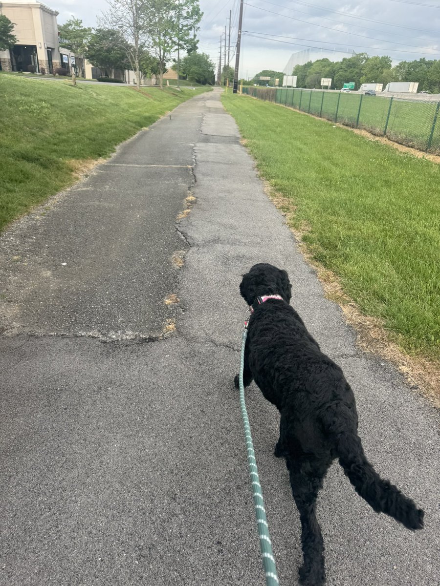 MarkNagi's tweet photo. Morning walk with the best dog in the world… #FreeBailey https://t.co/qmNnZaoxM2